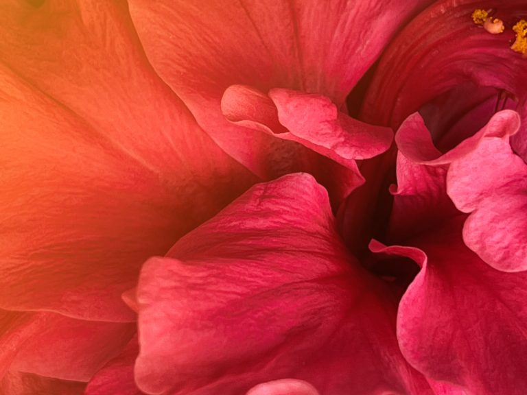 Colorful closeup flower macro shot