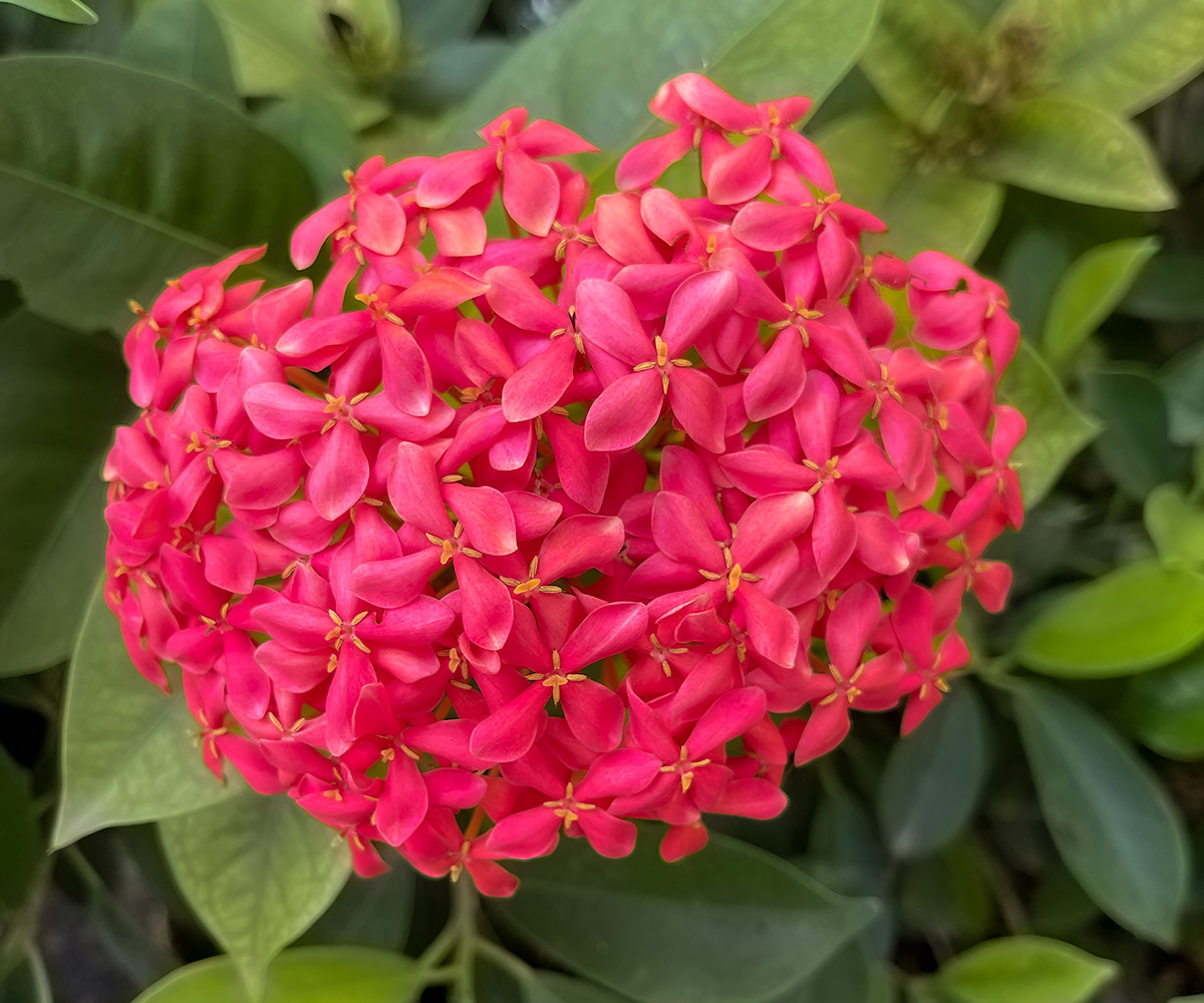 Closeup Ixora flower photo