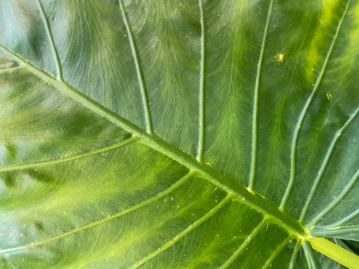 Closeup green leaf texture background