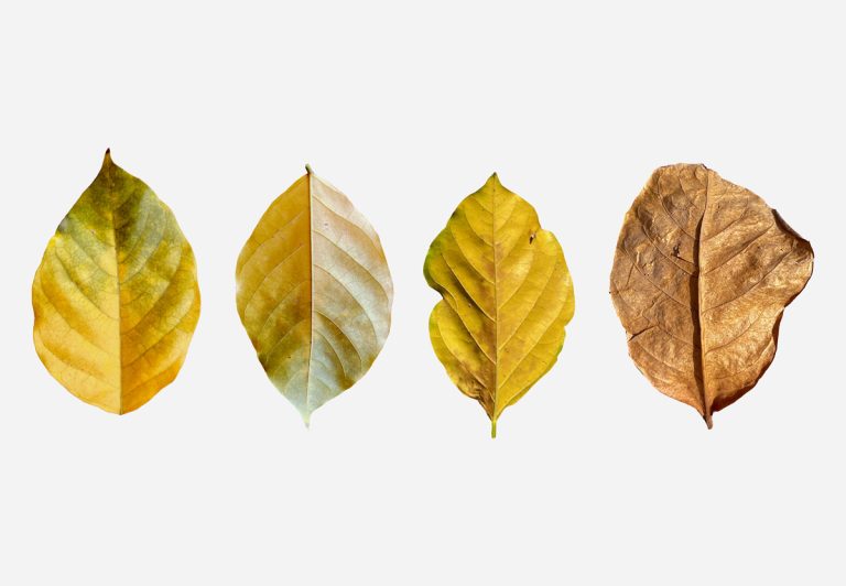 Transparent PNG dry leaves