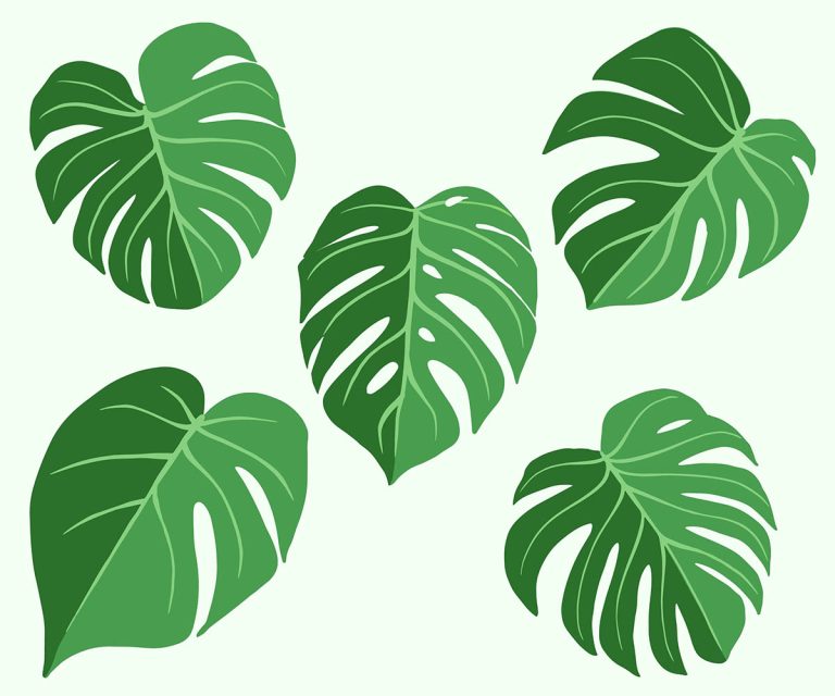 Free vector monstera leaves